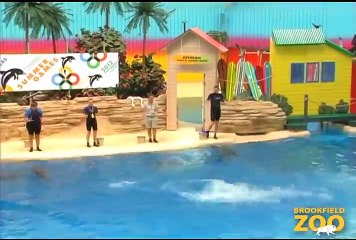 Cool Off at Brookfield Zoo's New Dolphin Presentation!