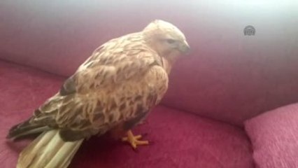 Yaralı Kızıl Şahin Koruma Altına Alındı