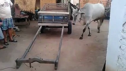 Dekho wahra kia karta ha Amazing