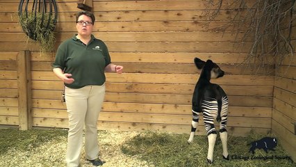 Cute Okapi Calf Born at Brookfield Zoo!