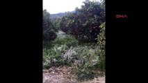 Kemer'de Portakal Bahçelerinde Buz Sarkıtları