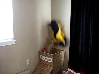 Kirli Sepetinde Atılan Çamaşırları Yakalayarak Çılgınca Eğlenen Kedi