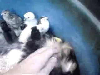 Un classique mais un bon rappel et qui sait certains nel'ont pas vu!