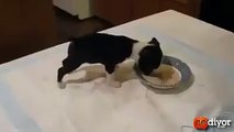 Yemek yerken kendinden gecen sevimli köpek