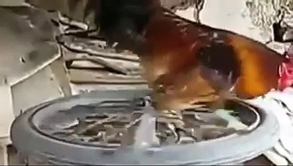 Horozun koşu bandı kırdı geçirdi..