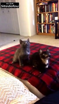 Chatons bougent leur tête en rythme (Cute)