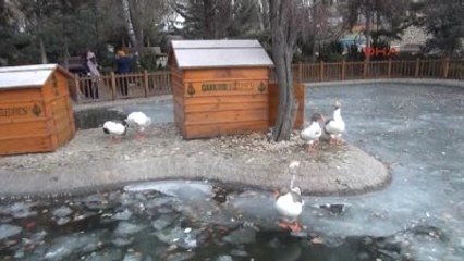 Ankara Buz Tutan Kuğulu Park'ta Kuğuların Yaşam Alanı Daraldı