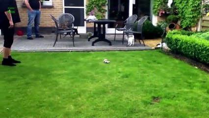 Cute Dogs Scared of Cats- Funny animal Compilation 2013