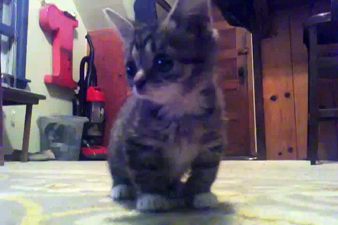 So cute 8 Week Old Baby cat.. Adorable Kitten!