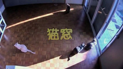 Cats Time-Lapse : kittens following the sun...