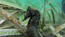 Ce plongeur croise un hippocampe dans les profondeurs de la mer, ce qu'il verra est incroyable