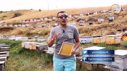 Arılar petekleri neden altıgen yaparlar?