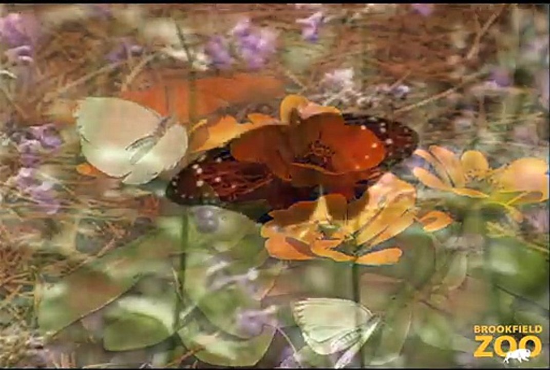 Butterflies Exhibit at Brookfield Zoo