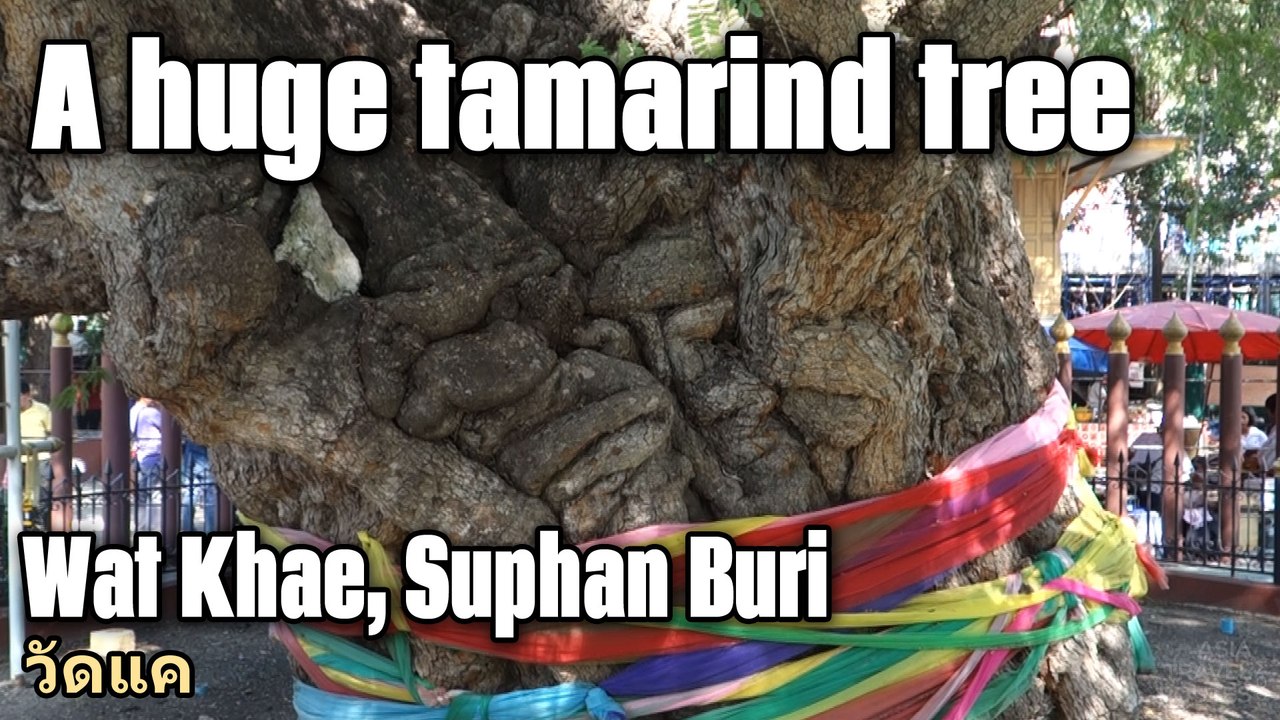A huge tamarind tree thousand years old