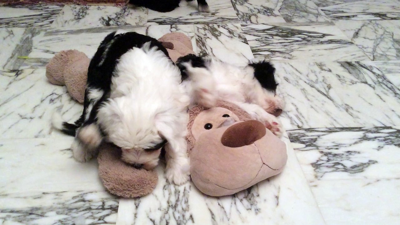 Jeux de chiots Terrier du Tibet