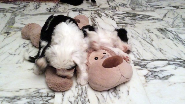 Jeux de chiots Terrier du Tibet