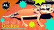 Knob Tailed Geckos : CrittaCam - Ep. 50 : AnimalBytesTV