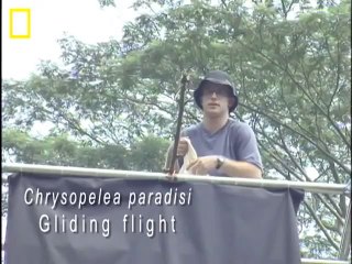 Flying Snake! Incredible