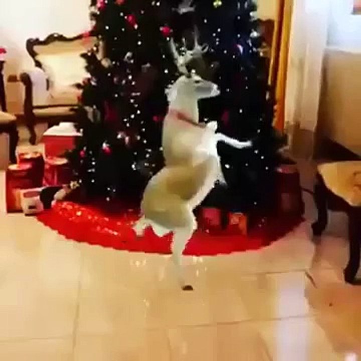 Videos graciosos