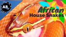 African House Snakes : SnakeBytesTV - Ep. 386 : AnimalBytesTV
