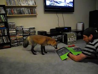 Loki the red fox pouncing on a box