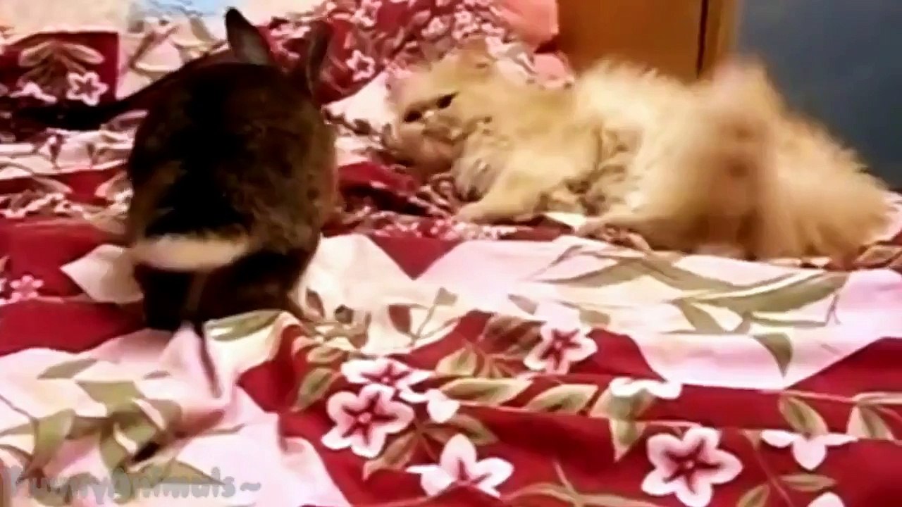 Cute Rabbits Playing With Cats   Funny Animal Compilation