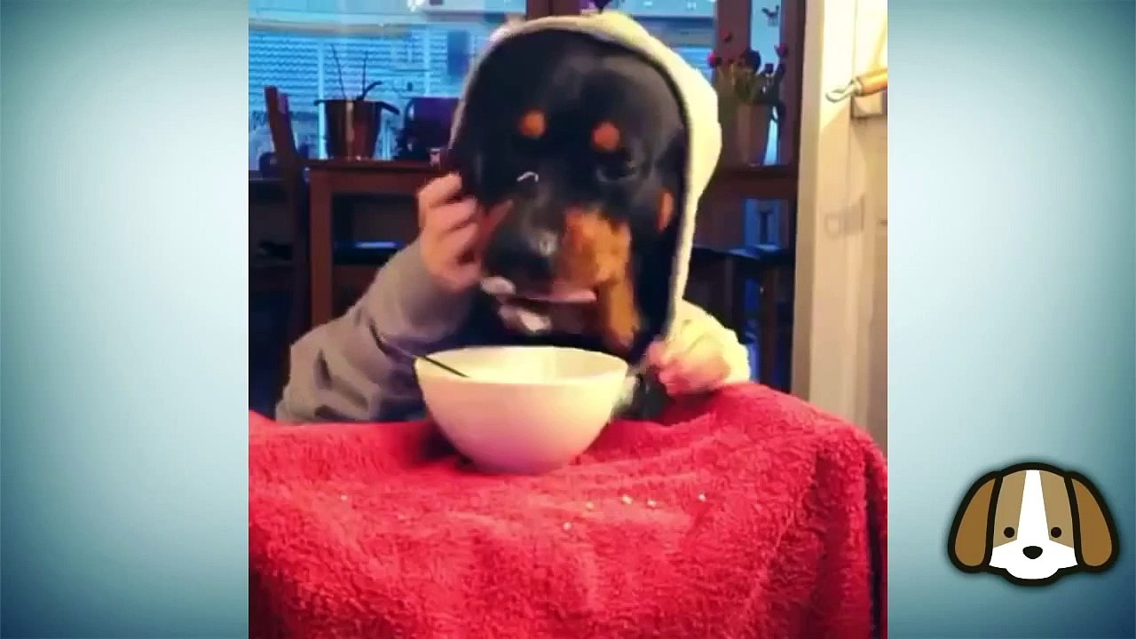Epic Funny Dogs VINES Compilation 2015 Must See Funny Dog Videos Vine