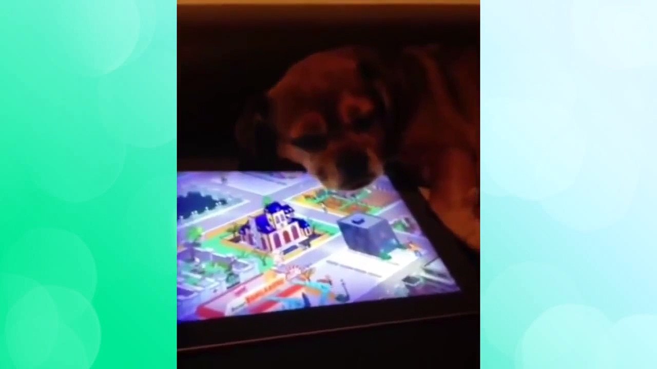 Funniest Dog Vines Compilation   Best Videos of Week 2015