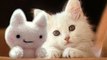 Cute Cats Really Love Stuffed Toys