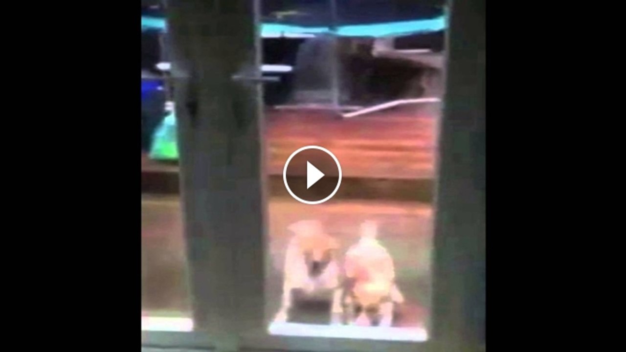 Dog Siblings Jump In Complete Sync