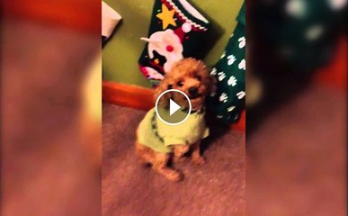 Pets Who Hate Your Stockings