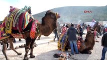 Bodrum Başkan Kocadon'un Devesi Goca Bodrumlu da Kupa Kazandı