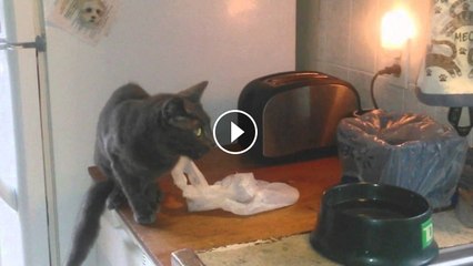 Scaredy Cat Surprised by a Toaster