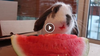 Bunny eating watermelon