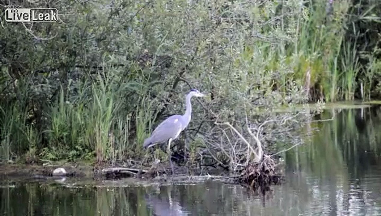 Heron Gets Attacked by Rival