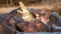Animal Documentary Crocodiles & Hippo Fighting To The Death _African Crocodile Documentary