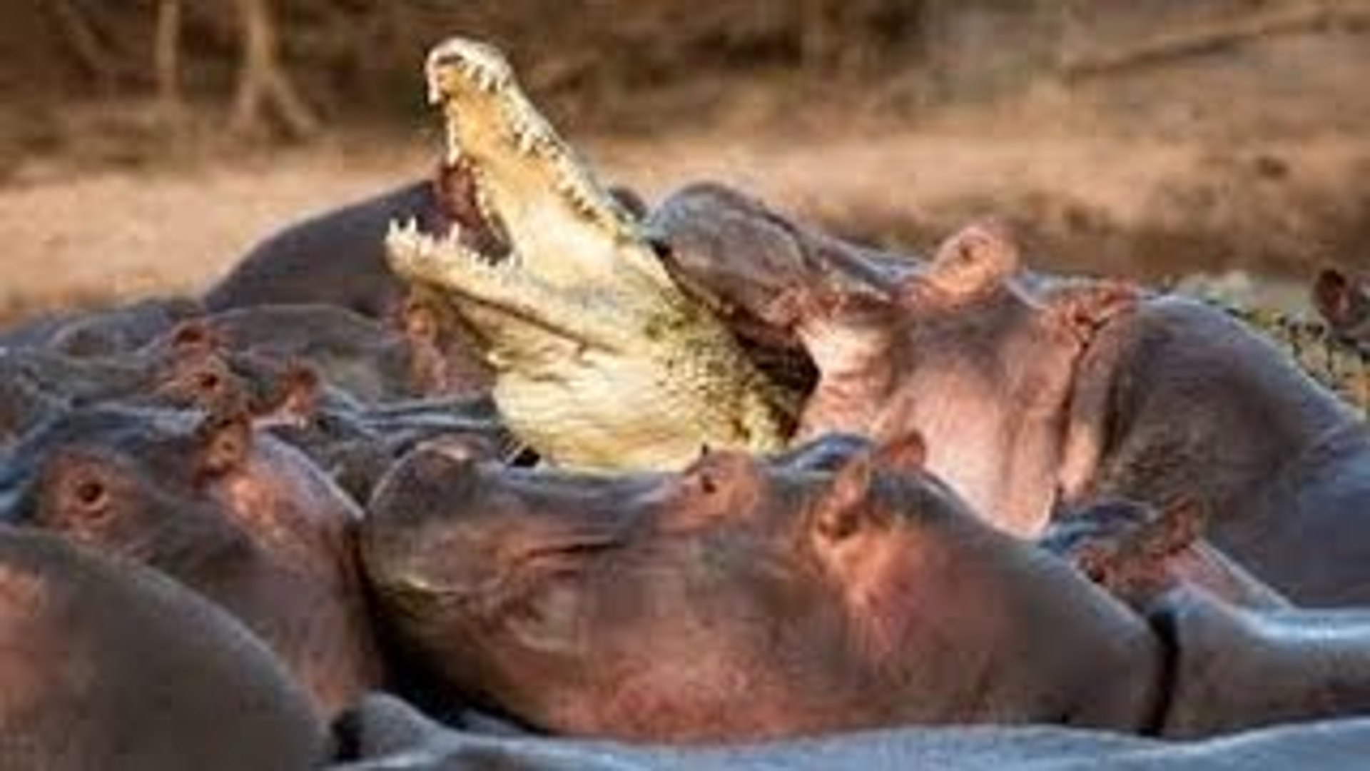 ⁣Animal Documentary Crocodiles & Hippo Fighting To The Death _African Crocodile Documentary