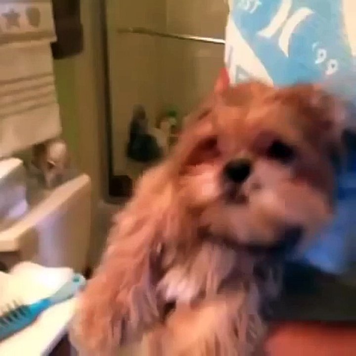 Funny pets compilation 2015