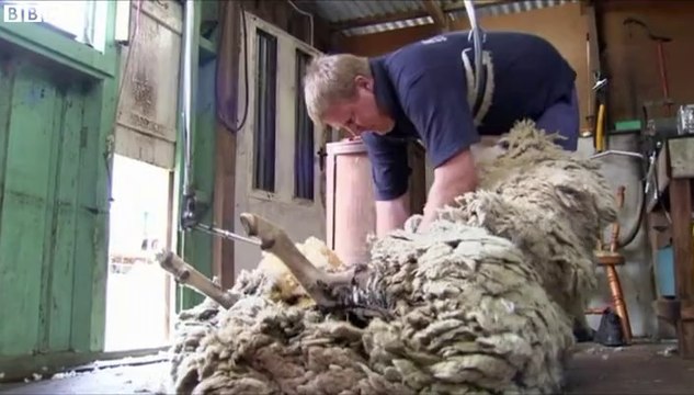 Sheila the sheep sheared after being lost for six years