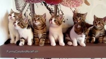 The best of 2016 Epic Dance Battle of Cute Kittens - Funny Cats Compilation