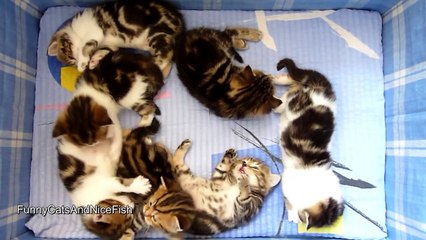 The best of 2016 Too Cute - Names for 7 Kittens that begin with the letter O