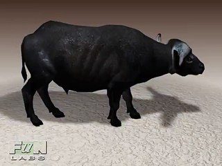 My favourite CRITTER in the ANIMAL KINGDOM - the CAPE BUFFALO !