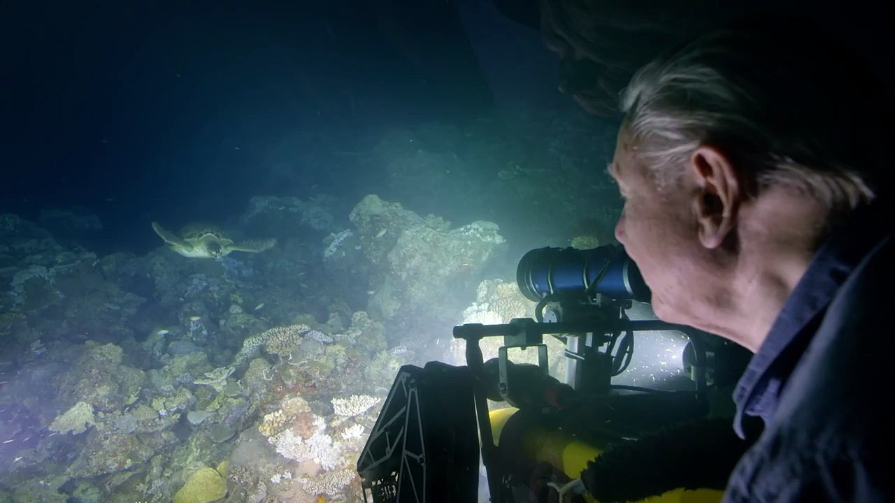 Encountering a green turtle - Great Barrier Reef with David Attenborough: Episode 1 Preview - BBC