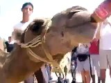 Camel drink Coca Cola