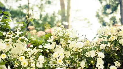 元気を出して - 竹内まりや