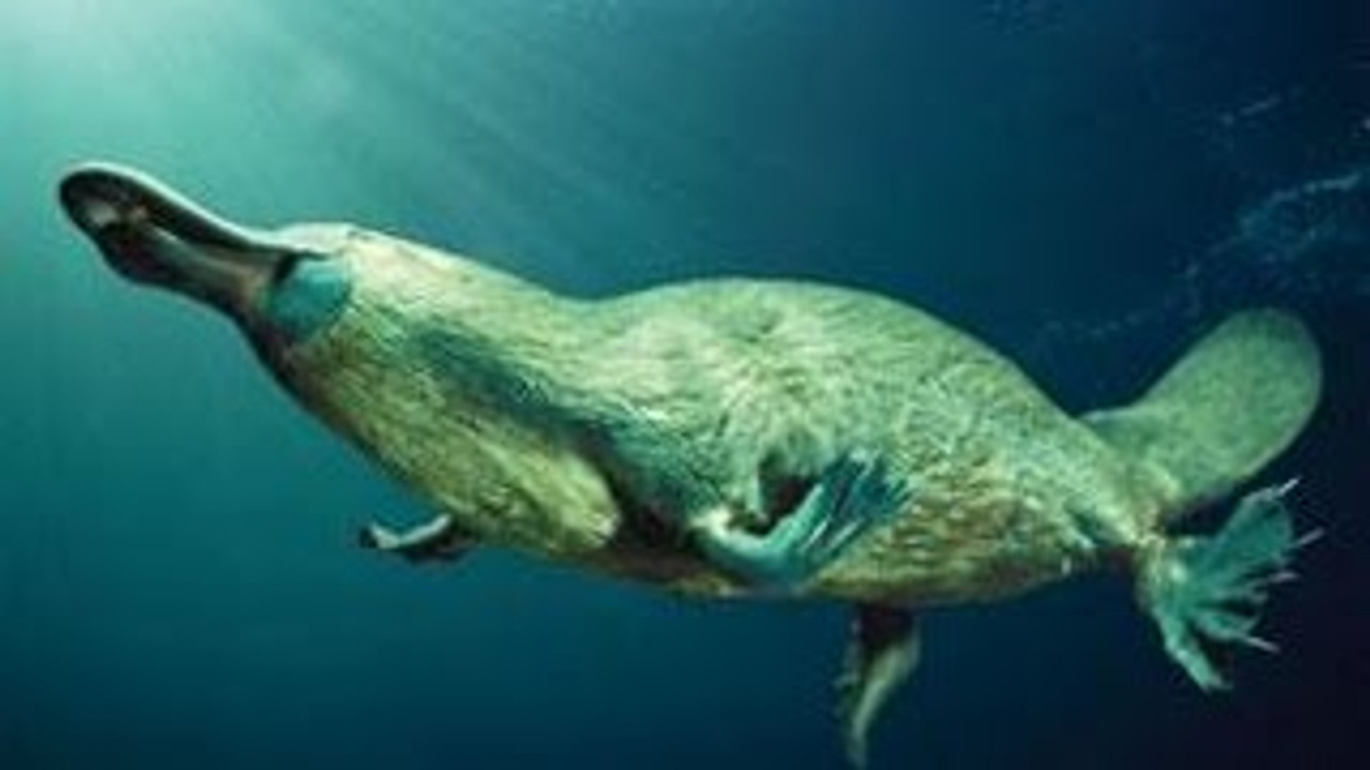 Ornitorrinco: Um Sobrevivente Silencioso (Dublado) - Documentário Discovery Channel