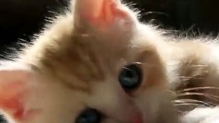 sevimli kedi yavrusu (Lovely cat )