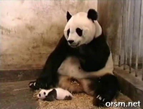 The Sneezing Baby Panda