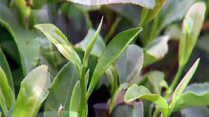 希阿荣博堪布Sherab Rsongbo Rinpoche：Liberating beings in Chengdu成都放生