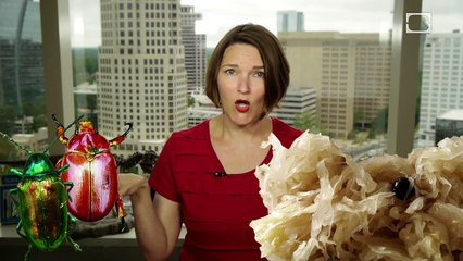 Bugs or Sauerkraut - Epic Science #19